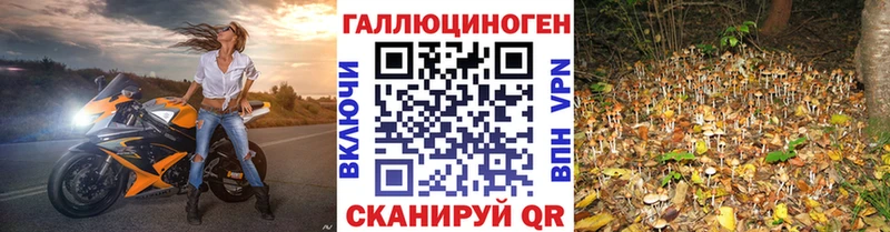 площадка телеграм  Луховицы  Псилоцибиновые грибы Psilocybine cubensis 